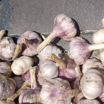 2019 Best Fresh Natural Garlic Bei